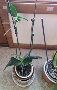 lot 44 image: Trio of Potted Orchids