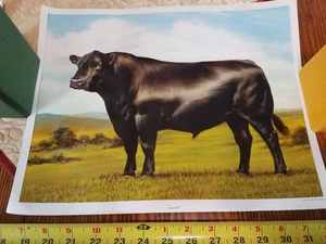 1986 American Angus Association Print Prairie Pals & 1994 Print Angus Bull, 14 inch by 11