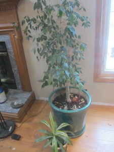 House plant, Ficus tree approx 3ft ...