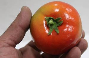 Tomatoes Decoration Box Of 10