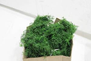 Springeri Garland W 160 Tips