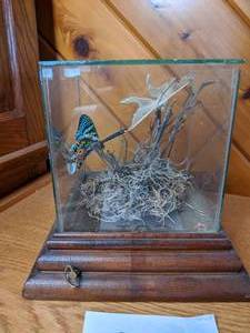 lot 105 image: Preserved Luna Moth and Butterfly in Glass Music Box