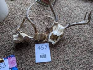lot 452 image: Deer Skulls and Antlers