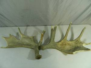lot 21 image: 2 Moose Antlers