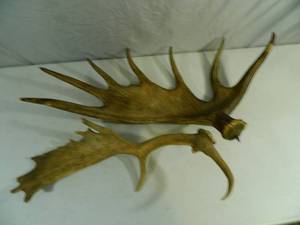 lot 22 image: 2 Moose Antlers