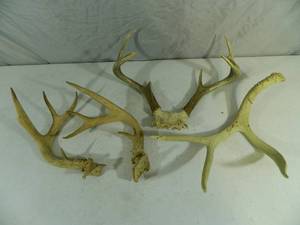 lot 23 image: Assorted Deer Antlers
