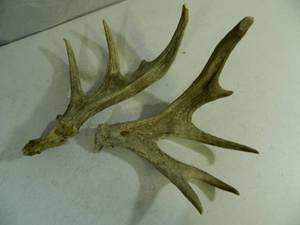 lot 24 image: 2 Antlers