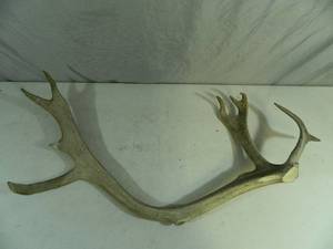 lot 25 image: Large Elk Horn