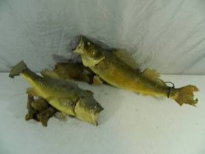 lot 37 image: Bass and Walleye Mounts