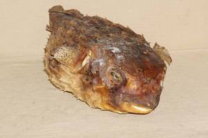 lot 114 image: Taxidermy Puffer Fish