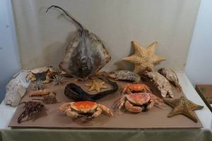 lot 113 image: Ocean Taxidermy Items