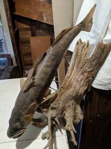 lot 146 image: Mounted Walleye & Piece of Driftwood