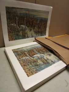 SPRING SONG-TRUMPETER SWANS BULK  LTD ED. PRINTS, SIGNED, NUMBERED, BY WAYNE MEINEKE 400-499800