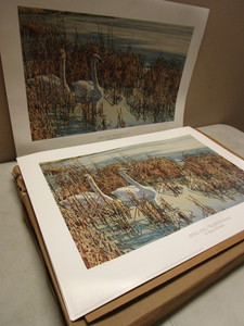 SPRING SONG-TRUMPETER SWANS BULK LTD ED. PRINTS, SIGNED, NUMBERED, BY WAYNE MEINEKE, 701-800800
