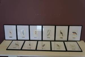 lot 26 image: 11 Framed Bird Pictures