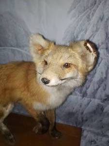 lot 178 image: Full Body Fox Taxidermy Mount