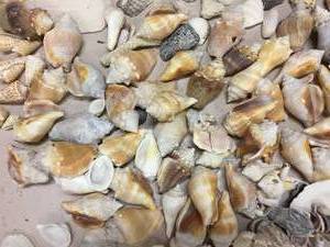 lot 141 image: Huge Shell Collection