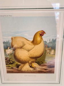 lot 21 image: Ornate Framed Vintage Style Rooster Prints