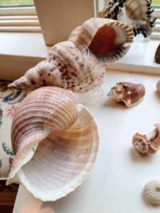 lot 432 image: Large Lot 0f Seashells