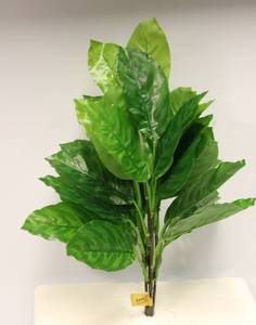 Bright Green Hosta 19 Long