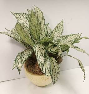 Hosta Plant In Foam Pot