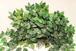 Eucalyptus Leaves & Stem Branches