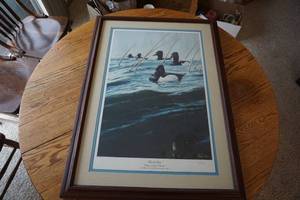 Ring-Necked Duck Framed Print by Van Gilder