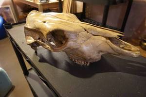 Elk Skull