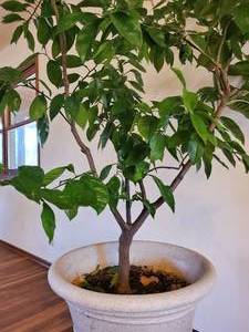 lot 205 image: Indoor Tree on Rolling Base