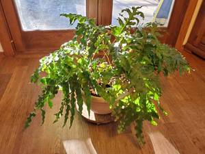 lot 208 image: Plant needs TLC