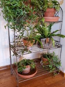 lot 209 image: Metal Plant Stand & Plants