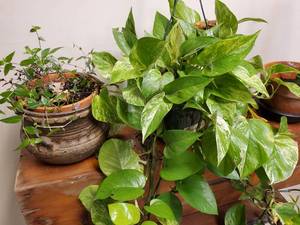 lot 206 image: Architecture Plant Stand Including Plants