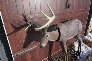 lot 7 image: Bobble Head Buck Full Size White Tail Buck Decoy