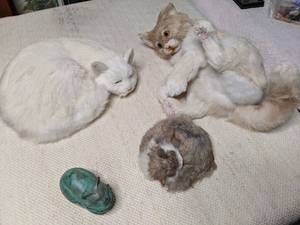 lot 68 image: Cat Themed Curiosities