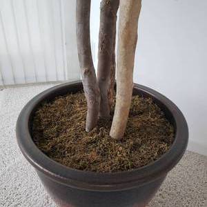 Towering Full Silk Fern Tree (A)