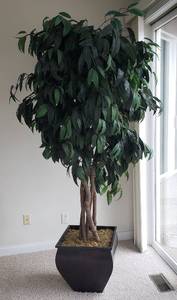 Towering 8 Foot Silk