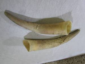 lot 126 image: Pair of Bull Horns  RM3...