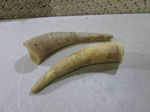 lot 127 image: Pair of Bull Horns  RM3...