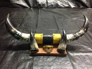 lot 157 image: Bull horns and hoof display