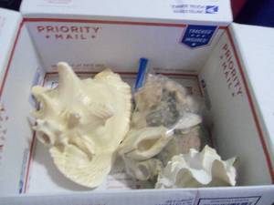 lot 83 image: Box of seashells...