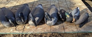lot 157 image: Assorted Goose and Duck Decoys