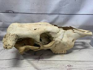 lot 4 image: Old Buffalo Skull 19 Inch Long