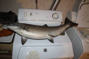 lot 191 image: Fish Mount Wall Art 35