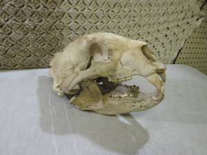 Black Bear Skull  BS...