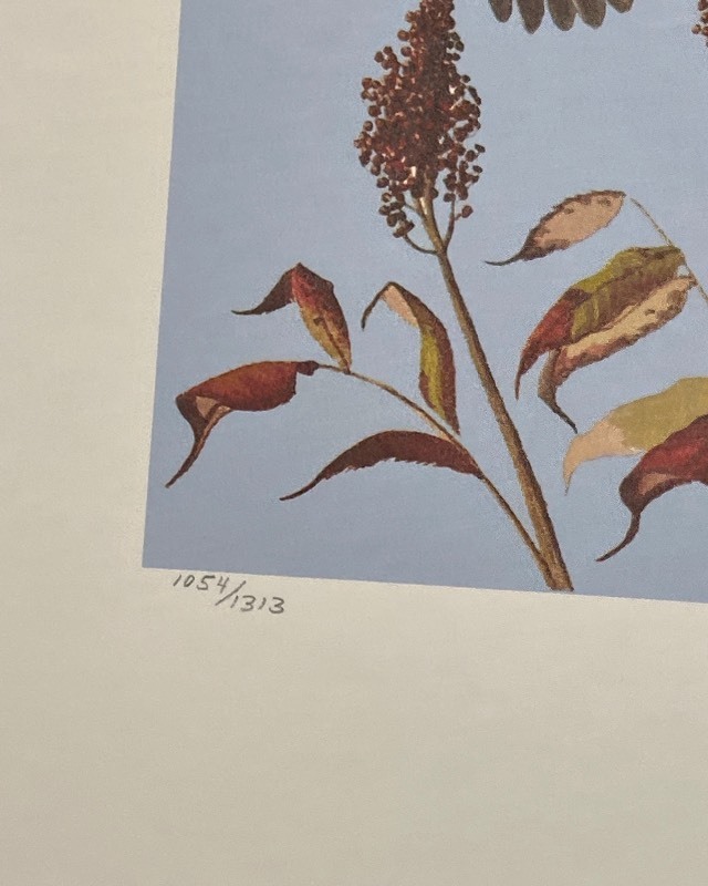 lot 297 image: Bobwhite Print