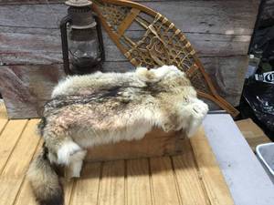lot 35 image: Coyote Fur Pelt
