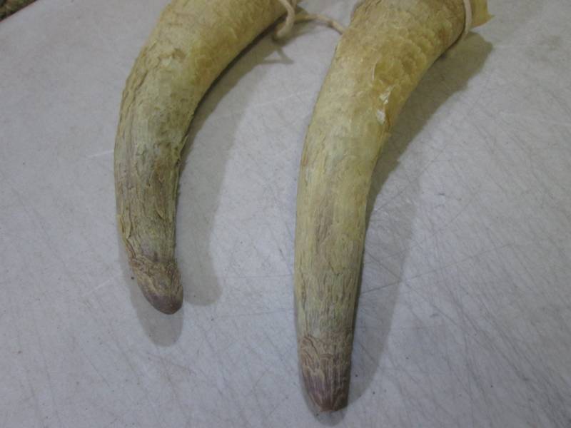 lot 114 image: Pair of Bull Horns  BS...