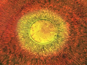 lot 109 image: Vibrant Colored Decorative Glass Platter
