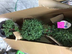 lot 25 image: 60 in. Mini Tea Leaf Topiary in Urn with 200 Clear Lights by National Tree Company