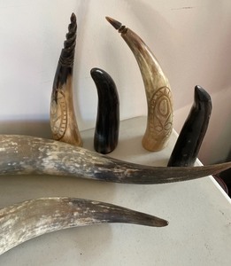 lot 286 image: Six Decorative Animal Horns